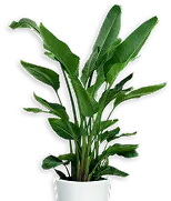Planta decorativa